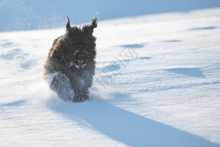 伦巴第牧羊人自然大黑贝加莫牧羊犬在清雪中奔跑图片