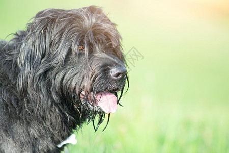 夏天小狗Bergamo牧羊犬夏季草原背景模糊恐惧图片