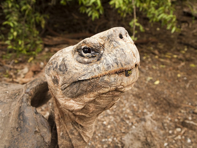 象鼻厄瓜多尔加拉帕戈斯群岛伊莎贝尔的巨型乌龟海绵大象肖像爬行动物家族的濒危种是食草动野生爬虫图片