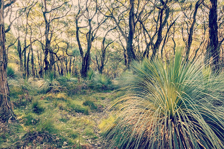 筛选袋鼠黄热病澳大利亚南河口深溪保护公园的草树景观带有逆向Instagram风格过滤效应北澳大利亚图片
