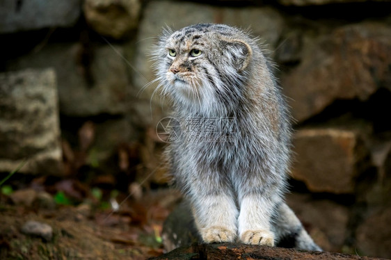 Manul或Pallasrsquos猫Otocolobusmanul来自亚洲的可爱野猫或者科可爱的图片