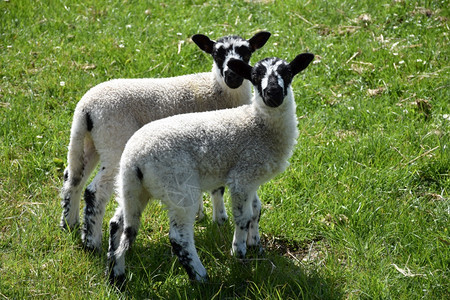 爬坡道农庄里有一对青拉斑纹的脸羔羊在草原上有斑点的毛茸图片