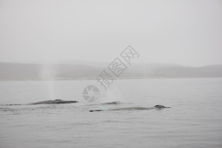 情感从表层水面上观测到格陵兰周围海洋中的回背鲸MegapteraNovaeangliae见过鲸鱼图片
