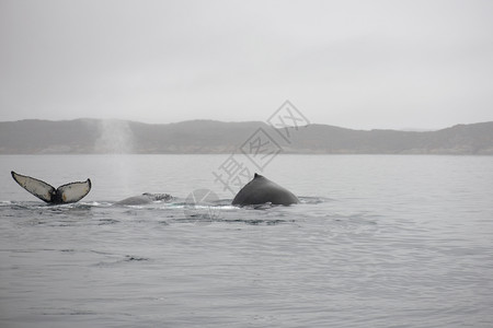 风景优美从表层水面上观测到格陵兰周围海洋中的回背鲸MegapteraNovaeangliae洞吹图片