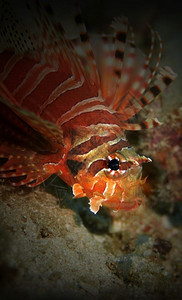 泰国PhiPhiPhiPalong潜水场普通狮子鱼礁蝎有毒图片