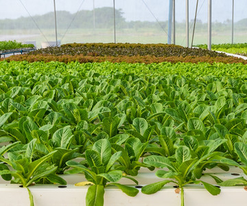 大棚里种植的青菜图片