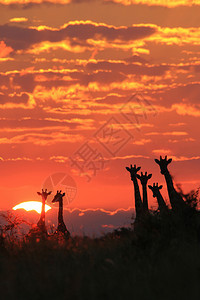 长颈鹿日落美丽的大自然户外荒野黑色的图片