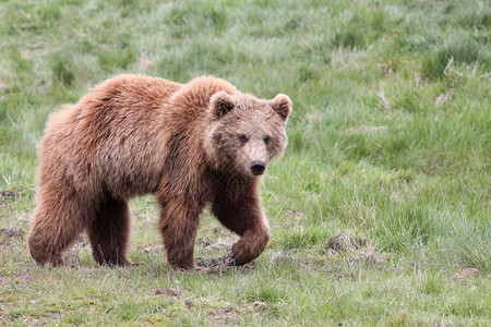 哺乳动物毛皮棕熊在大自然中图片