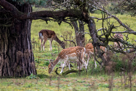 森林中觅食的鹿图片
