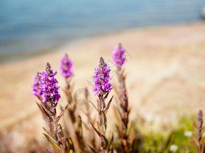 药用紫色松strifeUlva肠道在岩石海岸线上生长田地狭窄深度背景图像复制空间斯堪的纳维亚语群岛图片