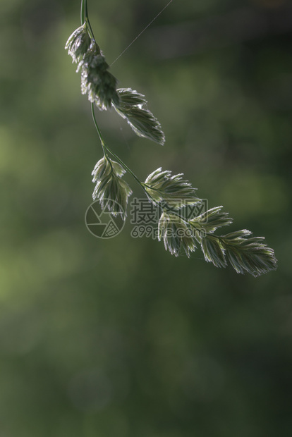 生态油在自然天空背景的红色桉树花悉尼澳大利亚在自然背景的红色桉树花澳大利亚叶子图片