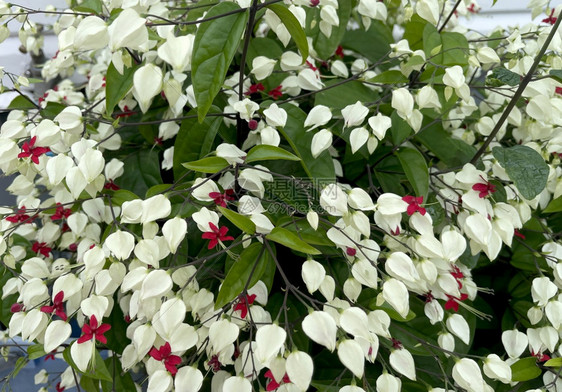 花冠簇出血的心脏藤花Clerodendendrumthomsoniane是从喀麦隆到塞内加尔的西热带非洲原生长青莲常绿图片