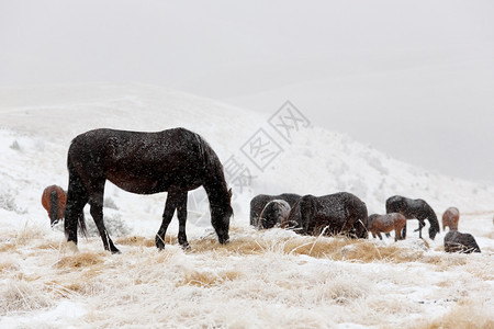 白色的天家畜在北高加索俄罗斯克萨山坡上放牧的冬季马匹图片