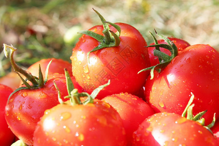 大量的红番茄美丽的红和成熟西柿庄稼一顿饭图片