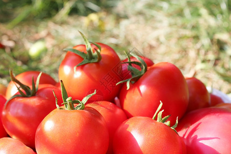 水果营养可口大量的红番茄美丽的红和成熟西柿图片