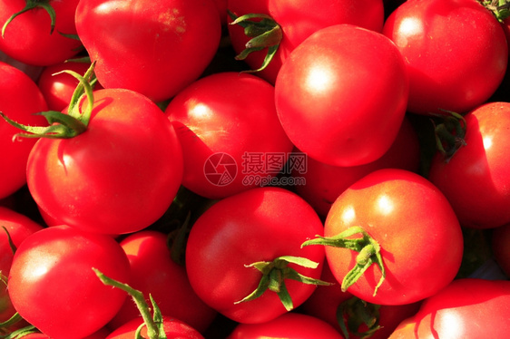 收获的西红柿图片