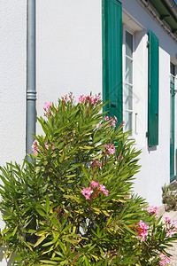 欧里安德和白房子有绿色百叶窗西方自然晴天图片