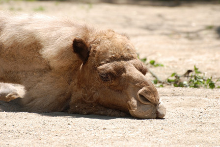 动物幽默双峰驼可爱的骆在温暖阳光中沉睡图片