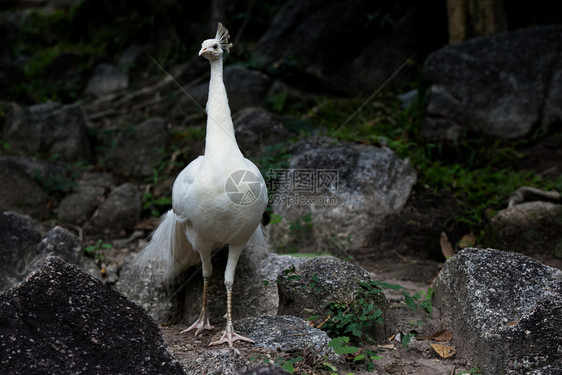 丰富多彩的野生动物白孔雀头灰岩背景的白孔雀在动物园泰国异情调图片