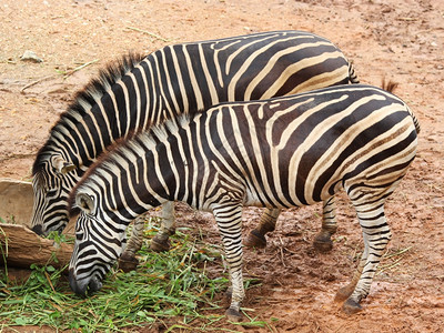 动物园中的斑马组种苹果浏览器丛林图片