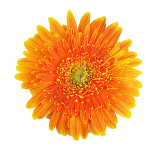白色背景上孤立的美丽橙色梅发花朵单身的黄色雏菊图片