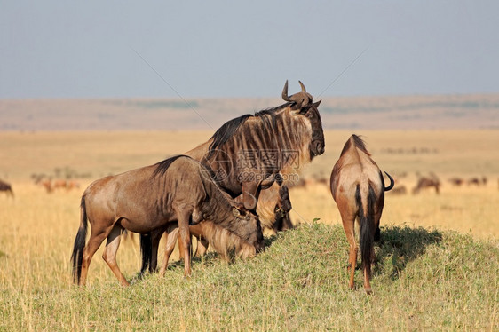 苹果浏览器蓝色角马Connochaetestaurinus马赛拉保护区肯尼亚荒野非洲人图片