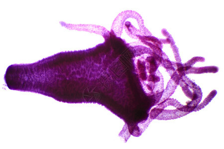 药物微显镜下的九头蛇WM40xA自然在下面图片