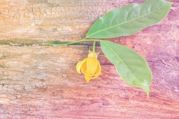 植物基本的质地棕褐木板上叶子的Ylanngylanng花朵图片