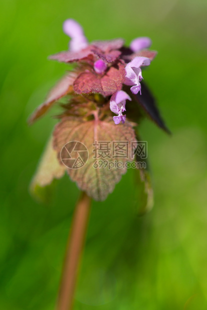 紫色地如花朵露天的室外活动薄荷荒野维林克图片