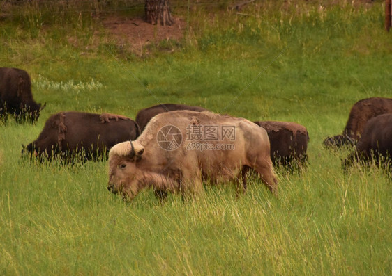 金的场地白水牛在南达科他黄金时分大片田野放牧美洲牛图片