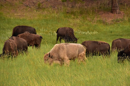 水牛白场地美国野的牧群与独白野牛放牧图片