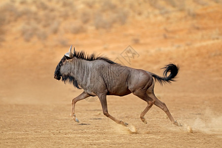 生态苹果浏览器干燥南非卡拉哈里沙漠南非喀拉哈里沙漠一个蓝色的野生动物图片