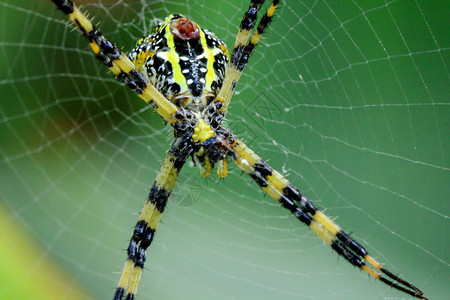 漏洞大自然多色类蜘蛛花园腿图片