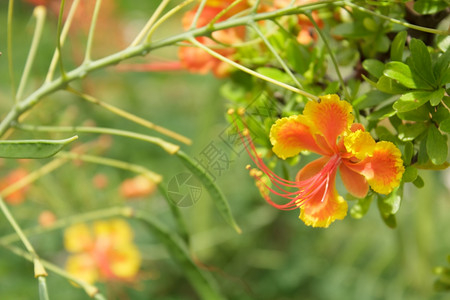 花朵自然波因西亚纳王室绿色图片