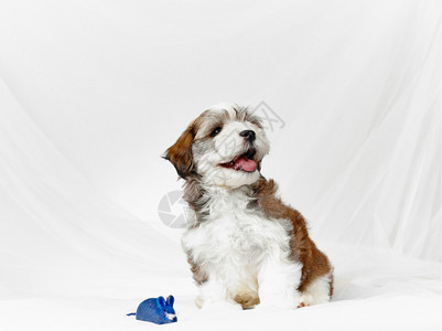 迷人的哈瓦那Bichonhavanese小狗和白帆布背景7周图片