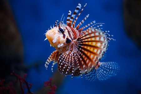 海莫斯科动物园水族馆中的狮子鱼水下异国情调图片