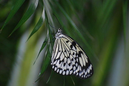 黑白相间的蝴蝶图片