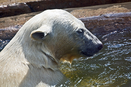 濒危北极熊幼在水中游泳哺乳动物园图片