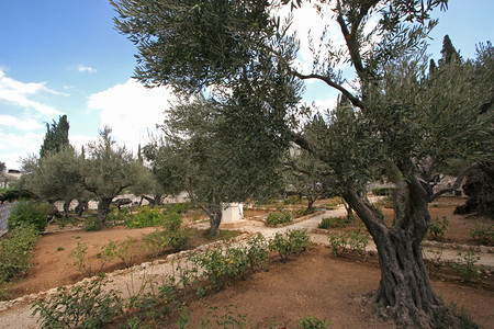 盖赫西曼的耶路撒冷迦登分支橄榄图片