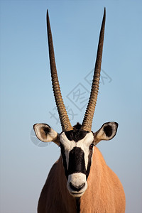 天空草食动物GemsbokantellopeOryx瞪羚对蓝天卡拉哈里沙漠的肖像南非有角的图片