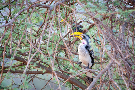 鸟类坐在肯尼亚的一棵树上动物马拉埃塞俄比亚图片