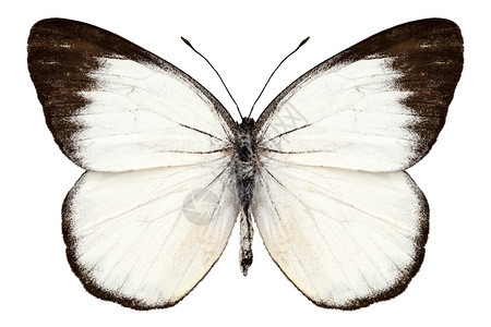 美丽的无脊椎动物Deliasbelisama蝴蝶物种Delias高定义度偏重白色背景的极端焦点明亮图片