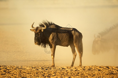 环境景观南非卡拉哈里沙漠Kalahari日落时沙尘土中的蓝色大野马保护图片