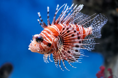 热带莫斯科动物园水族馆的狮子鱼Pteroismombasae蒙巴萨海洋图片