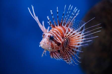 莫斯科动物园水族馆的狮子鱼Pteroismombasae热带野生动物蝎科图片