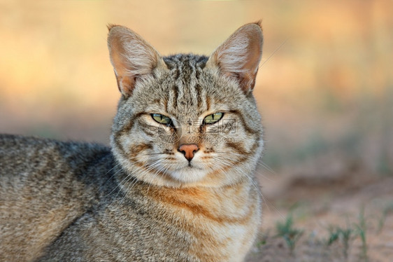 黑色的猫咪图片