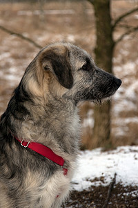 罗马尼亚青年交叉血狗罗姆人和卡帕廷交叉血狗乔巴内克喀尔阡山脉牧人图片