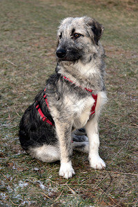 罗马尼亚青年交叉血狗罗姆人和卡帕廷交叉血狗罗曼斯克动物混合图片