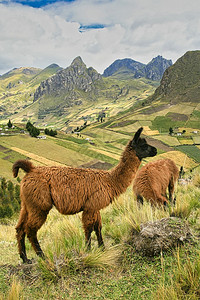 美洲驼Lamaglama厄瓜多尔安第斯山脉厄瓜多尔美国景观自由动物群图片