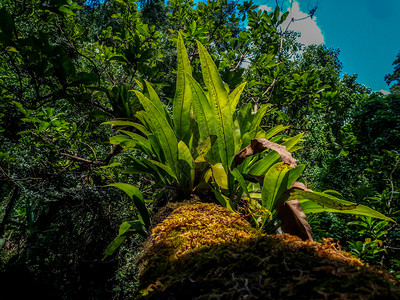 绿色在热带森林中鸟类巢的近距离新鲜和大叶子在热带森林中生长季节脾图片